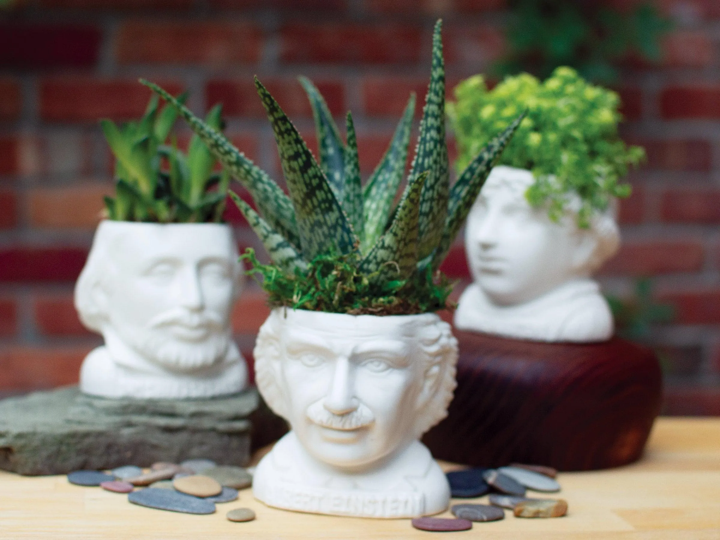 Albert Einstein Planter Bust