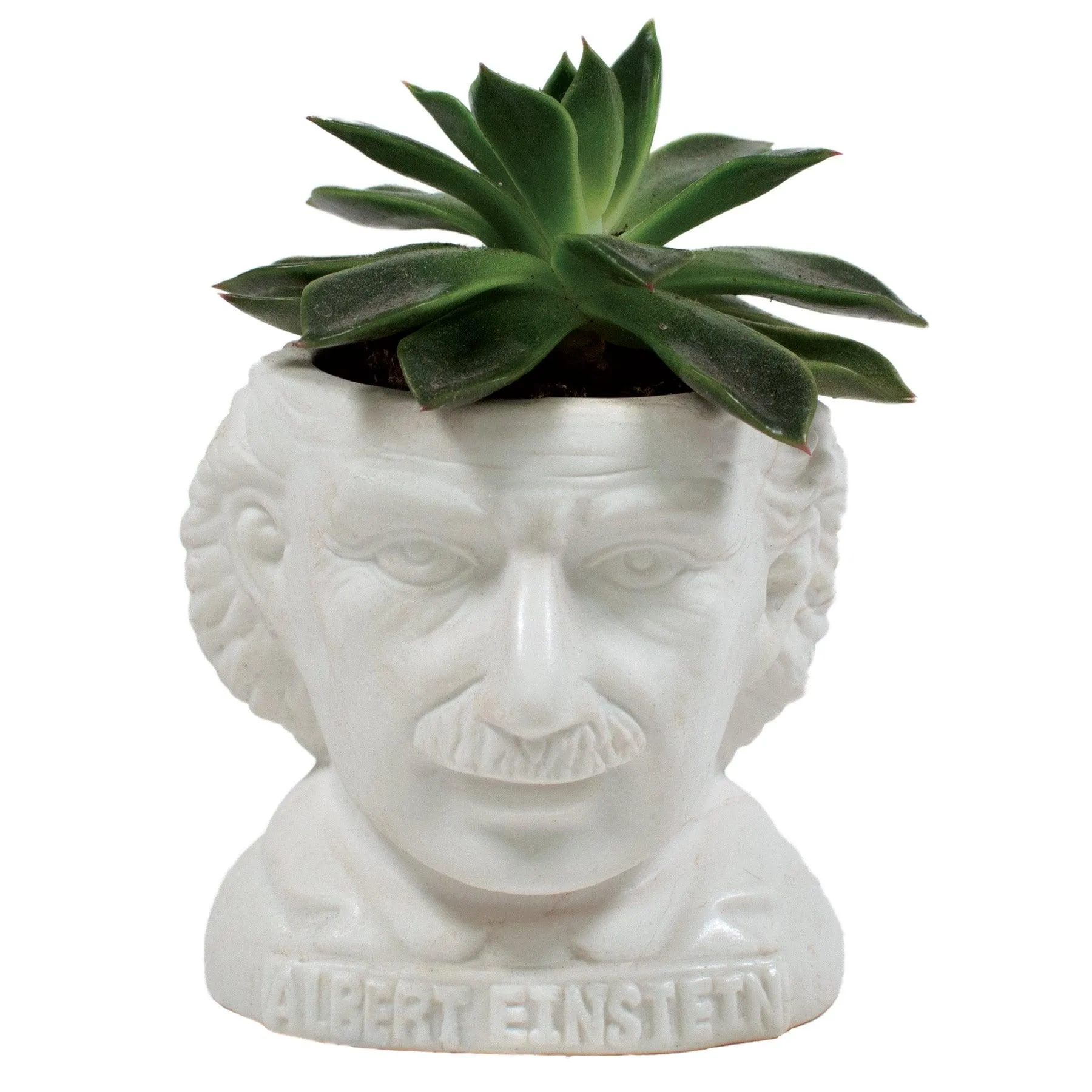 Albert Einstein Planter Bust