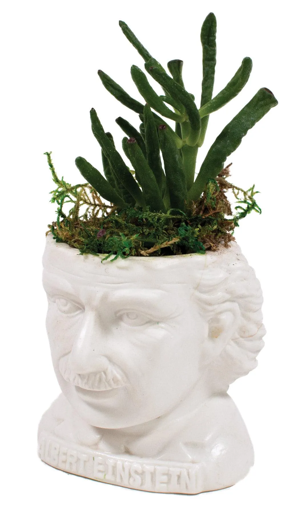 Albert Einstein Planter Bust