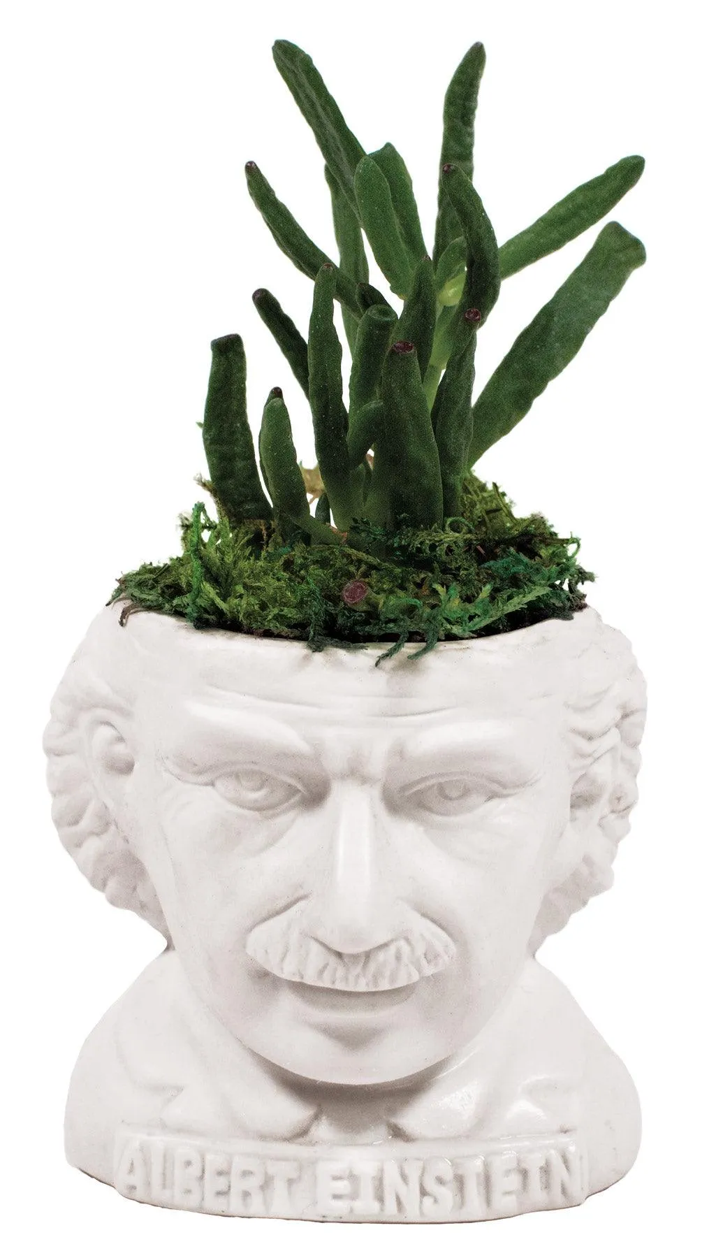 Albert Einstein Planter Bust