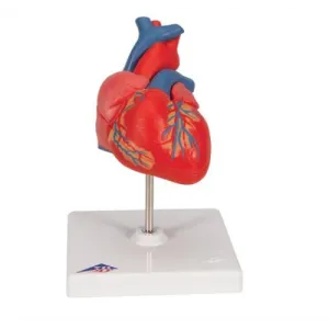 Anatomical Heart Model