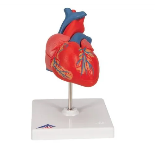 Anatomical Heart Model