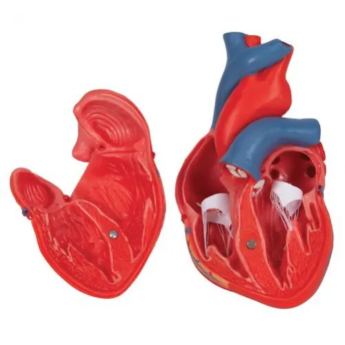 Anatomical Heart Model